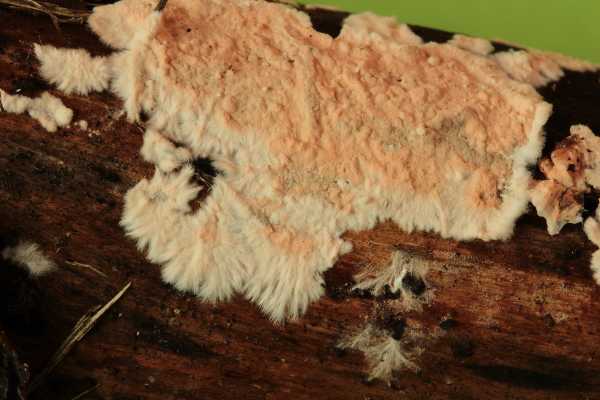 Corticium meridioroseum ?